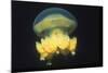 Stingless Jellyfish-Hal Beral-Mounted Photographic Print