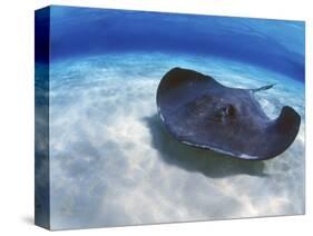 Stingray City, Grand Cayman, Cayman Islands, Caribbean-Greg Johnston-Stretched Canvas