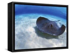 Stingray City, Grand Cayman, Cayman Islands, Caribbean-Greg Johnston-Framed Stretched Canvas