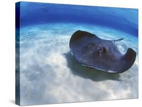 Stingray City, Grand Cayman, Cayman Islands, Caribbean-Greg Johnston-Stretched Canvas