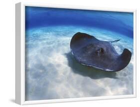 Stingray City, Grand Cayman, Cayman Islands, Caribbean-Greg Johnston-Framed Photographic Print