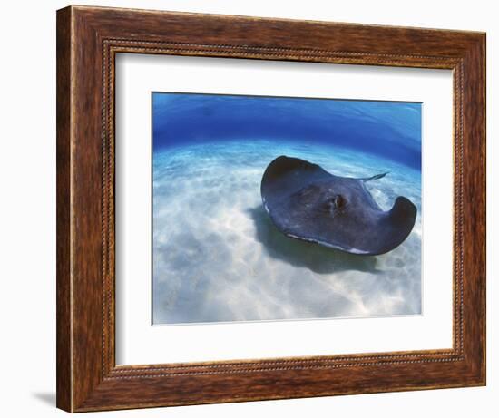 Stingray City, Grand Cayman, Cayman Islands, Caribbean-Greg Johnston-Framed Photographic Print