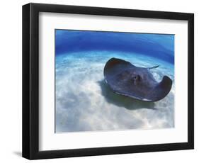 Stingray City, Grand Cayman, Cayman Islands, Caribbean-Greg Johnston-Framed Photographic Print