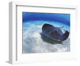 Stingray City, Grand Cayman, Cayman Islands, Caribbean-Greg Johnston-Framed Photographic Print