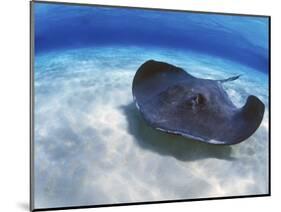 Stingray City, Grand Cayman, Cayman Islands, Caribbean-Greg Johnston-Mounted Photographic Print