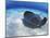 Stingray City, Grand Cayman, Cayman Islands, Caribbean-Greg Johnston-Mounted Photographic Print