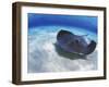 Stingray City, Grand Cayman, Cayman Islands, Caribbean-Greg Johnston-Framed Photographic Print