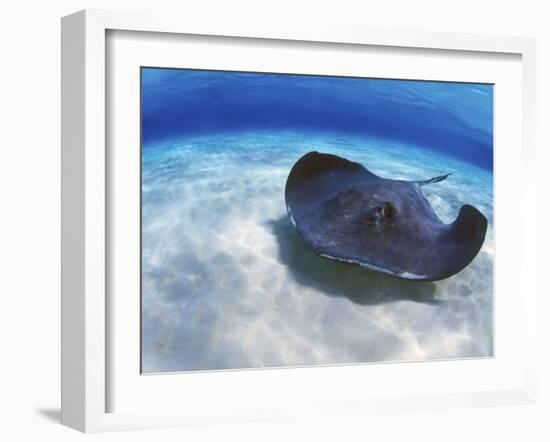 Stingray City, Grand Cayman, Cayman Islands, Caribbean-Greg Johnston-Framed Photographic Print