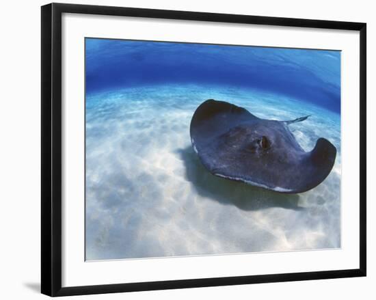 Stingray City, Grand Cayman, Cayman Islands, Caribbean-Greg Johnston-Framed Photographic Print