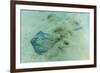 Stingray (Dasyatis Spp,)-Michael Nolan-Framed Photographic Print