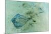 Stingray (Dasyatis Spp,)-Michael Nolan-Mounted Photographic Print