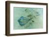 Stingray (Dasyatis Spp,)-Michael Nolan-Framed Photographic Print