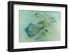 Stingray (Dasyatis Spp,)-Michael Nolan-Framed Photographic Print