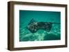 Stingray in the Pacific Ocean, Moorea, Tahiti, French Polynesia-null-Framed Photographic Print