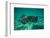 Stingray in the Pacific Ocean, Moorea, Tahiti, French Polynesia-null-Framed Photographic Print