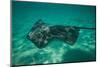 Stingray in the Pacific Ocean, Moorea, Tahiti, French Polynesia-null-Mounted Photographic Print