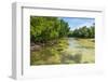 Stingray swimming in the crystal clear water in the Utwe lagoon, UNESCO Biosphere Reserve, Kosrae, -Michael Runkel-Framed Photographic Print