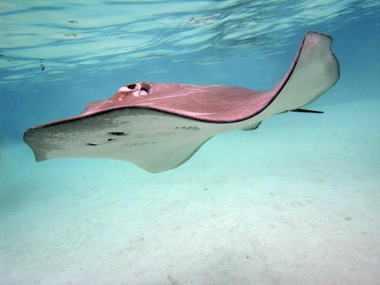 'Stingray These Large Soft Rays Live on Sand In' Photographic Print ...