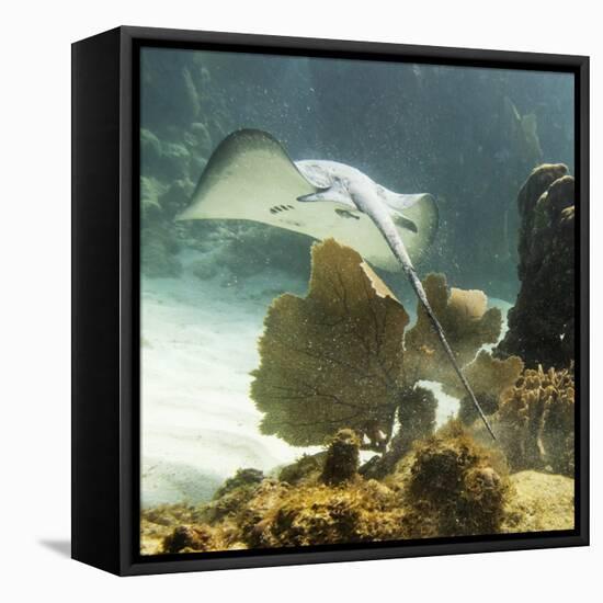 Stingray-null-Framed Stretched Canvas