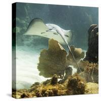 Stingray-null-Stretched Canvas