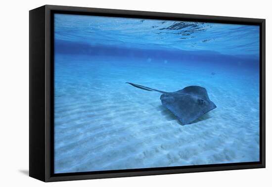 Stingray-DLILLC-Framed Stretched Canvas