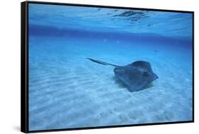 Stingray-DLILLC-Framed Stretched Canvas