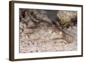 Stingray-Michele Westmorland-Framed Photographic Print