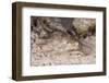 Stingray-Michele Westmorland-Framed Photographic Print