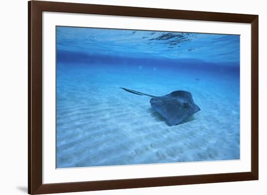 Stingray-DLILLC-Framed Photographic Print