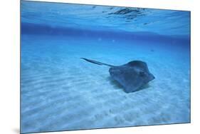 Stingray-DLILLC-Mounted Photographic Print