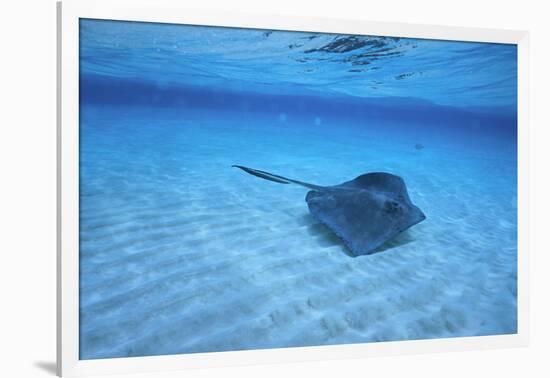 Stingray-DLILLC-Framed Photographic Print