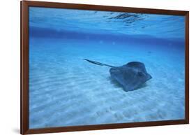 Stingray-DLILLC-Framed Photographic Print