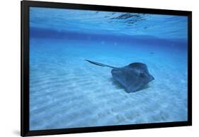 Stingray-DLILLC-Framed Photographic Print