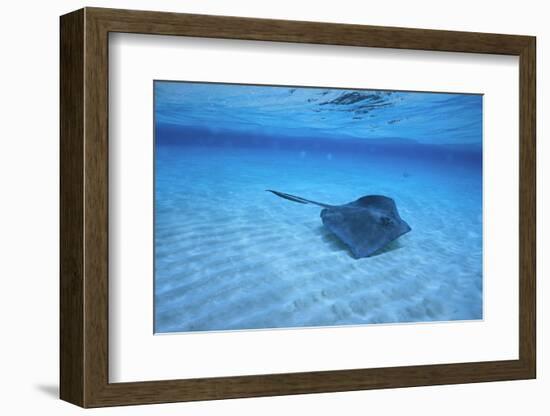 Stingray-DLILLC-Framed Photographic Print