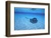 Stingray-DLILLC-Framed Photographic Print