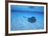 Stingray-DLILLC-Framed Photographic Print