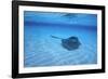 Stingray-DLILLC-Framed Photographic Print