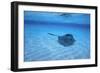 Stingray-DLILLC-Framed Photographic Print