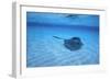 Stingray-DLILLC-Framed Photographic Print