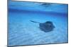 Stingray-DLILLC-Mounted Photographic Print