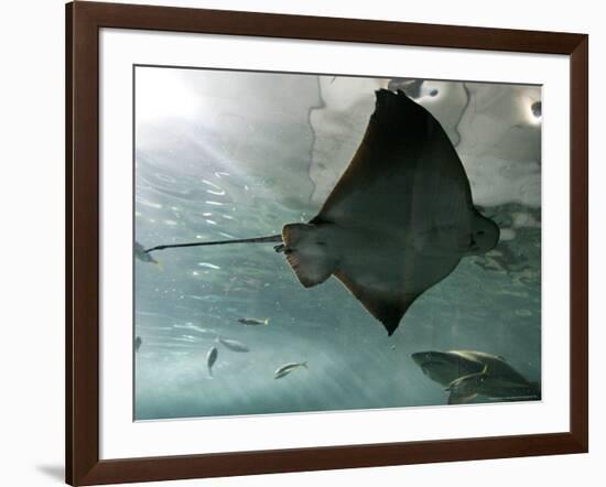 Stingray-null-Framed Photographic Print