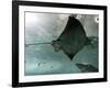 Stingray-null-Framed Photographic Print