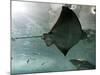 Stingray-null-Mounted Photographic Print