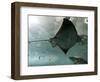 Stingray-null-Framed Photographic Print