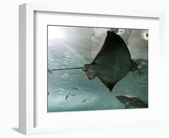 Stingray-null-Framed Photographic Print