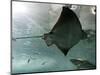 Stingray-null-Mounted Photographic Print