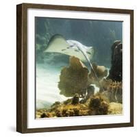 Stingray-null-Framed Photographic Print