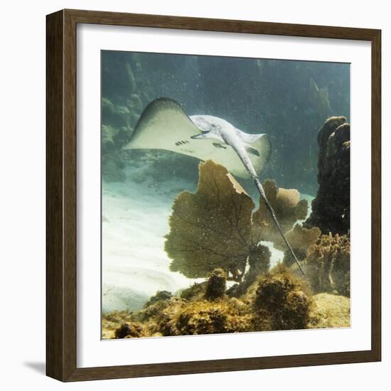 Stingray-null-Framed Photographic Print