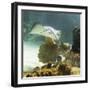 Stingray-null-Framed Photographic Print