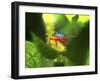 Stink Bug-Dana Brett Munach-Framed Giclee Print